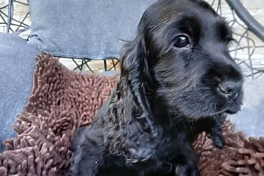 Śliczny Cocker spaniel Angielski, Łódzkie, Sieradz