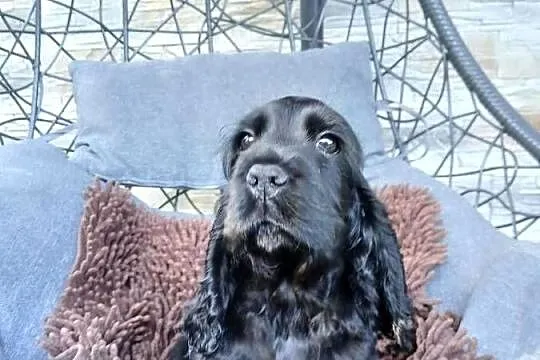 Śliczny Cocker spaniel Angielski, Łódzkie, Sieradz