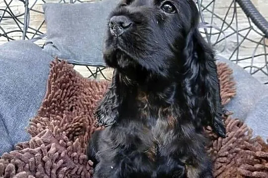 Śliczny Cocker spaniel Angielski, Łódzkie, Sieradz