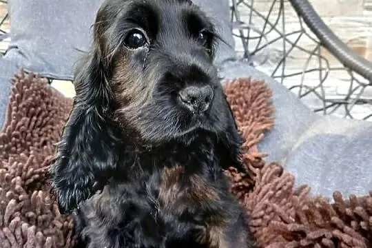 Śliczny Cocker spaniel Angielski, Łódzkie, Sieradz