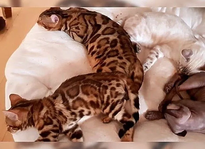 Zdrowy kot bengalski, , Żagań
