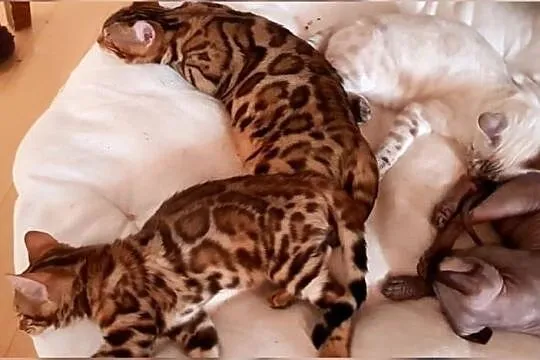 Zdrowy kot bengalski, , Żagań
