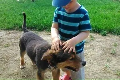 Piękny, łagodny TITO szuka rodziny. ,  mazowieckie