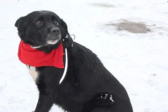 Urocza Krówka do adopcji - pokochaj :),  mazowieckie Warszawa