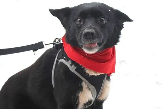 Urocza Krówka do adopcji - pokochaj :),  mazowieckie Warszawa, Mazowieckie, Warszawa