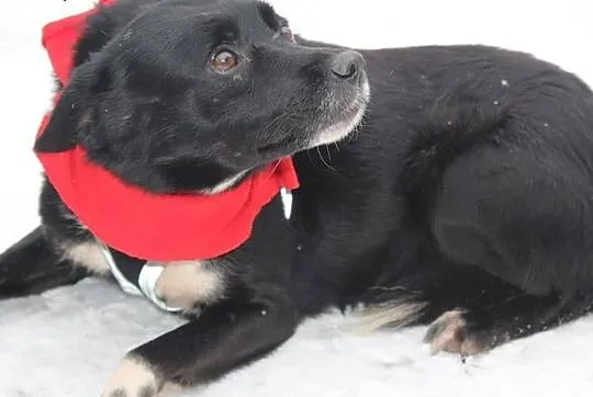 Urocza Krówka do adopcji - pokochaj :),  mazowieckie Warszawa, Mazowieckie, Warszawa