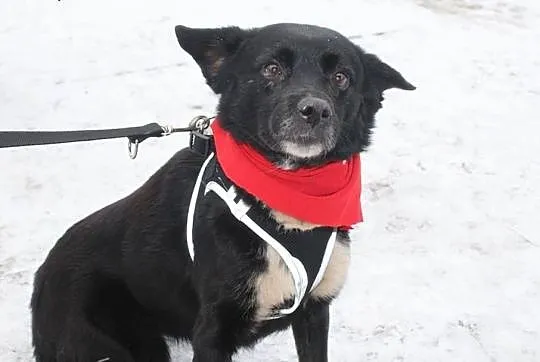 Urocza Krówka do adopcji - pokochaj :),  mazowieckie Warszawa, Mazowieckie, Warszawa