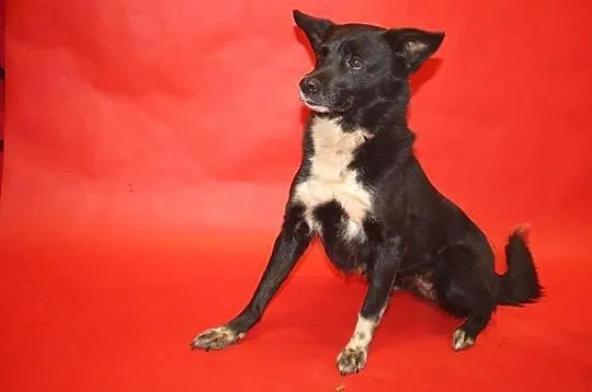 Urocza Krówka do adopcji - pokochaj :),  mazowieckie Warszawa, Mazowieckie, Warszawa