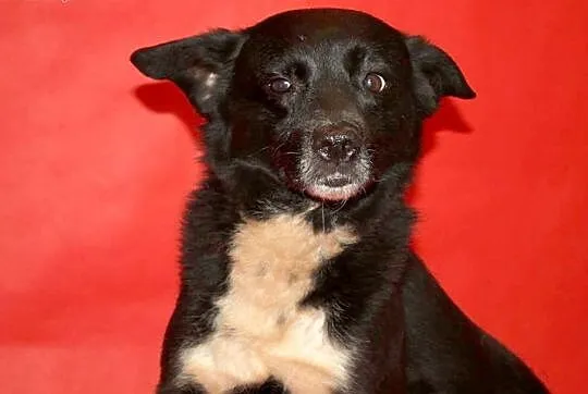 Urocza Krówka do adopcji - pokochaj :),  mazowieckie Warszawa, Mazowieckie, Warszawa
