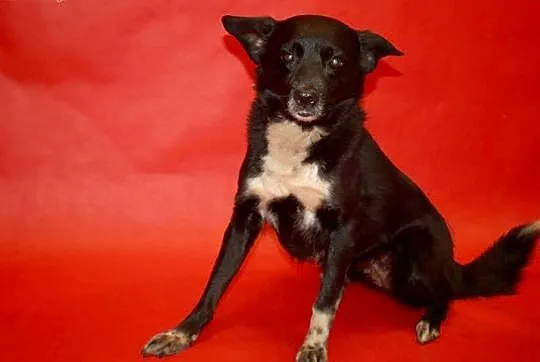 Urocza Krówka do adopcji - pokochaj :),  mazowieckie Warszawa, Mazowieckie, Warszawa