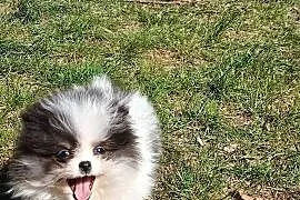 Szpic miniaturowy pomeranian