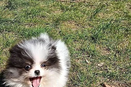 Szpic miniaturowy pomeranian