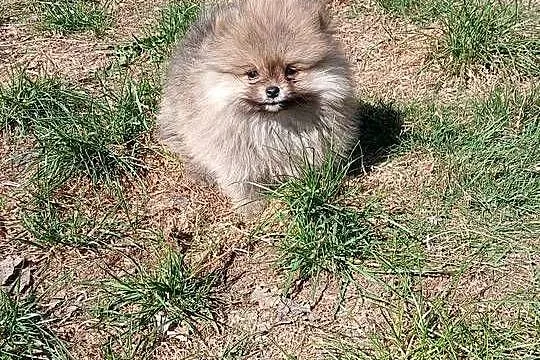Szpic miniaturowy pomeranian, Wielkopolskie, Zakrzewo