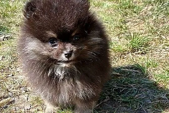 Szpic miniaturowy pomeranian, Wielkopolskie, Zakrzewo