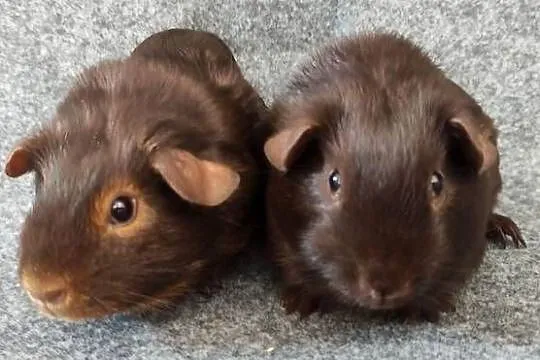 Świnka morska cavia self gładkowłosa US Teddy z hodowli, Śląskie, Dąbrowa Górnicza