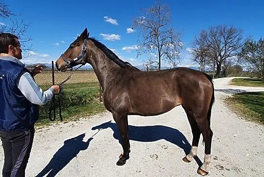 Sprzedam Klacz 8 lat-bdb tuv