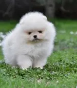 Pomeranian BOO Piękne zarejestrowane szczenięta na sprzedaż