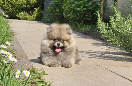 Pomeranian BOO Piękne zarejestrowane szczenięta na sprzedaż, Mazowieckie, Warszawa