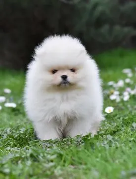 Pomeranian BOO Piękne zarejestrowane szczenięta na sprzedaż, Mazowieckie, Warszawa