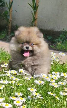 Pomeranian BOO Piękne zarejestrowane szczenięta na sprzedaż, Mazowieckie, Warszawa