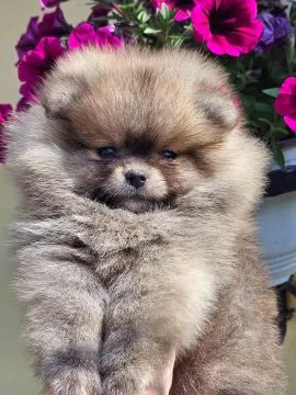 Pomeranian BOO Piękne zarejestrowane szczenięta na sprzedaż, Mazowieckie, Warszawa