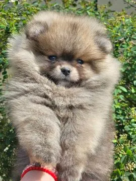 Pomeranian BOO Piękne zarejestrowane szczenięta na sprzedaż, Mazowieckie, Warszawa