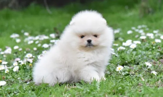 Pomeranian BOO Piękne zarejestrowane szczenięta na sprzedaż, Mazowieckie, Warszawa
