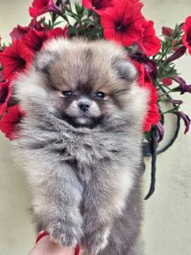 Pomeranian BOO Piękne zarejestrowane szczenięta na sprzedaż, Mazowieckie, Warszawa