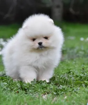 Pomeranian BOO Piękne zarejestrowane szczenięta na sprzedaż