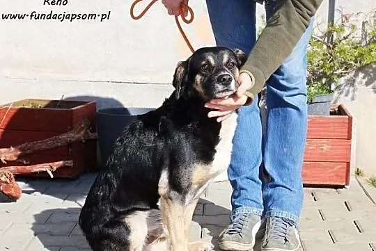 Reno - łagodny psiak, Mazowieckie, Nowy Dwór Mazowiecki