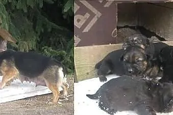 Młoda suczka i jej szczeniaczki pilnie szukają domu
