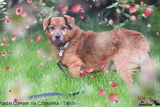 Tenor - samotność psiego serca, Mazowieckie, Warszawa