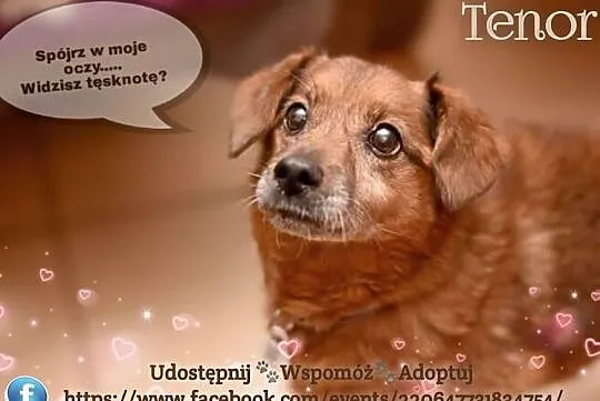 Tenor - samotność psiego serca, Mazowieckie, Warszawa