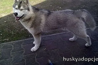 ARAK- kochany i energiczny pies husky do adopcji,  wielkopolskie Poznań