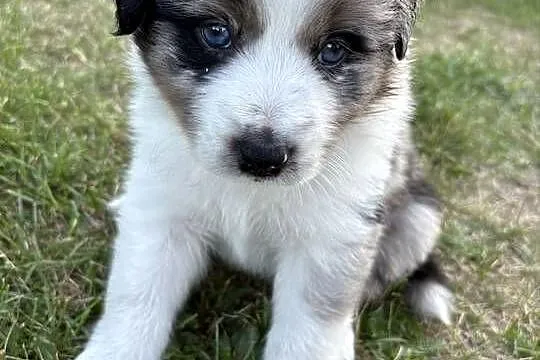 Border Collie, Łódzkie, Łódź