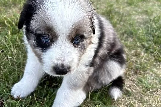 Border Collie, Łódzkie, Łódź