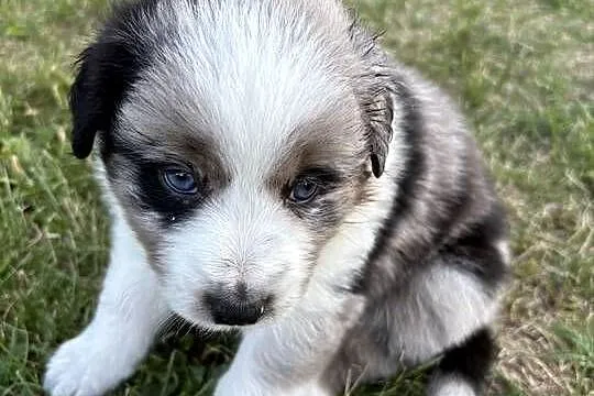Border Collie, Łódzkie, Łódź