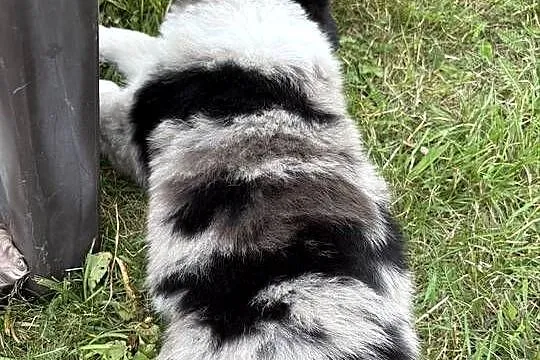 Border Collie, Łódzkie, Łódź