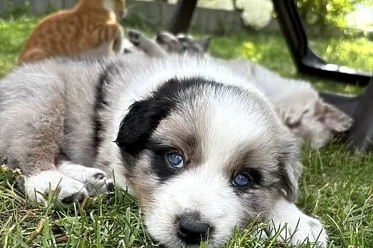 Border Collie, Łódzkie, Łódź