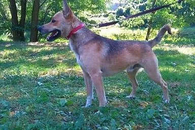 ALEX - młody przyjazny psiak szuka domu,  wielkopo