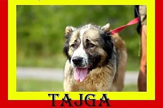 Młoda,wesoła,kontaktowa,przyjacielska,suczka TAJGA