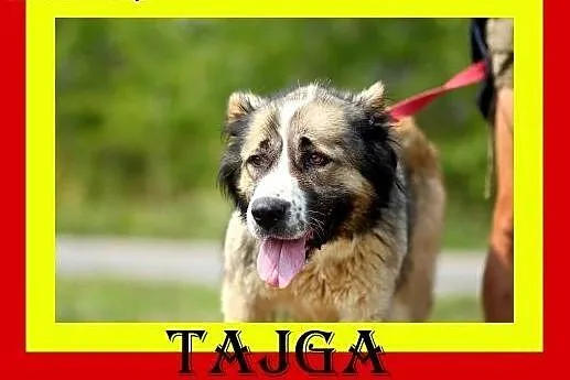 Młoda,wesoła,kontaktowa,przyjacielska,suczka TAJGA, mazowieckie Warszawa