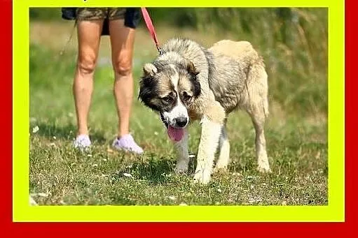 Młoda,wesoła,kontaktowa,przyjacielska,suczka TAJGA
