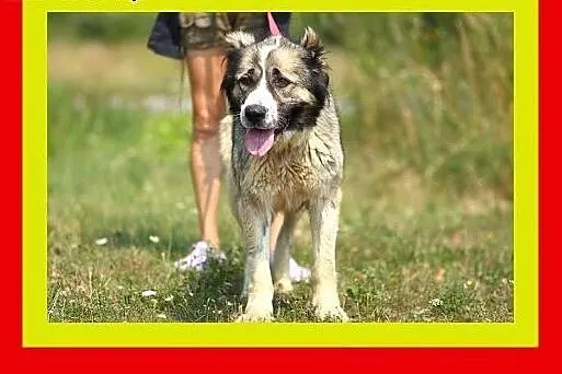 Młoda,wesoła,kontaktowa,przyjacielska,suczka TAJGA