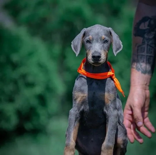Doberman Piękne zarejestrowane szczenięta na sprzedaż
