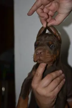 Doberman Piękne zarejestrowane szczenięta na sprzedaż, , //