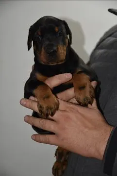 Doberman Piękne zarejestrowane szczenięta na sprzedaż, , //