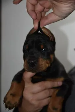 Doberman Piękne zarejestrowane szczenięta na sprzedaż, , //