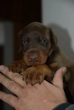 Doberman Piękne zarejestrowane szczenięta na sprzedaż, , //