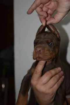 Doberman Piękne zarejestrowane szczenięta na sprzedaż, , //